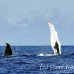 whale_humpback_h_00531_dom2579.jpg
